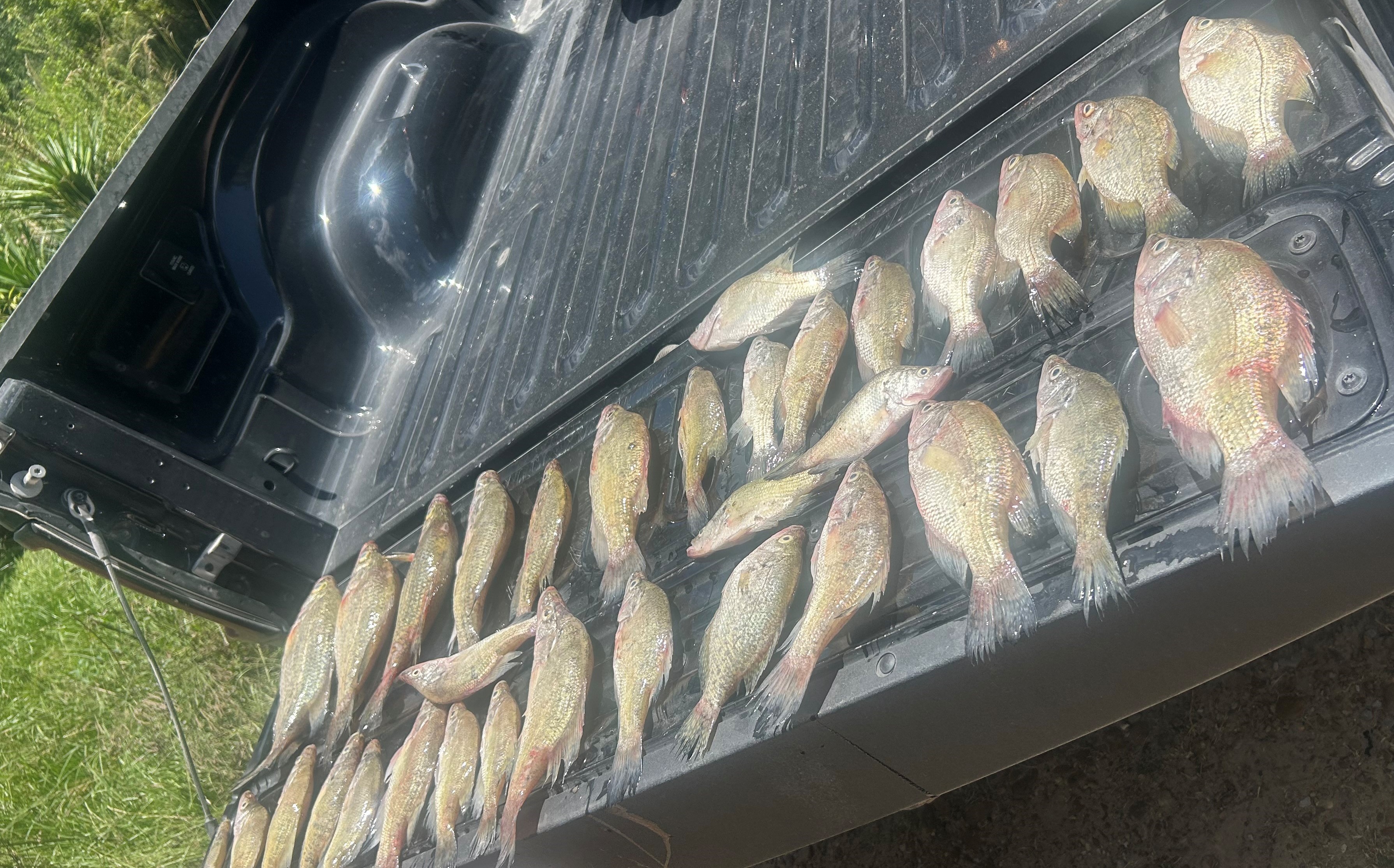 33 Crappie Seized and Donated