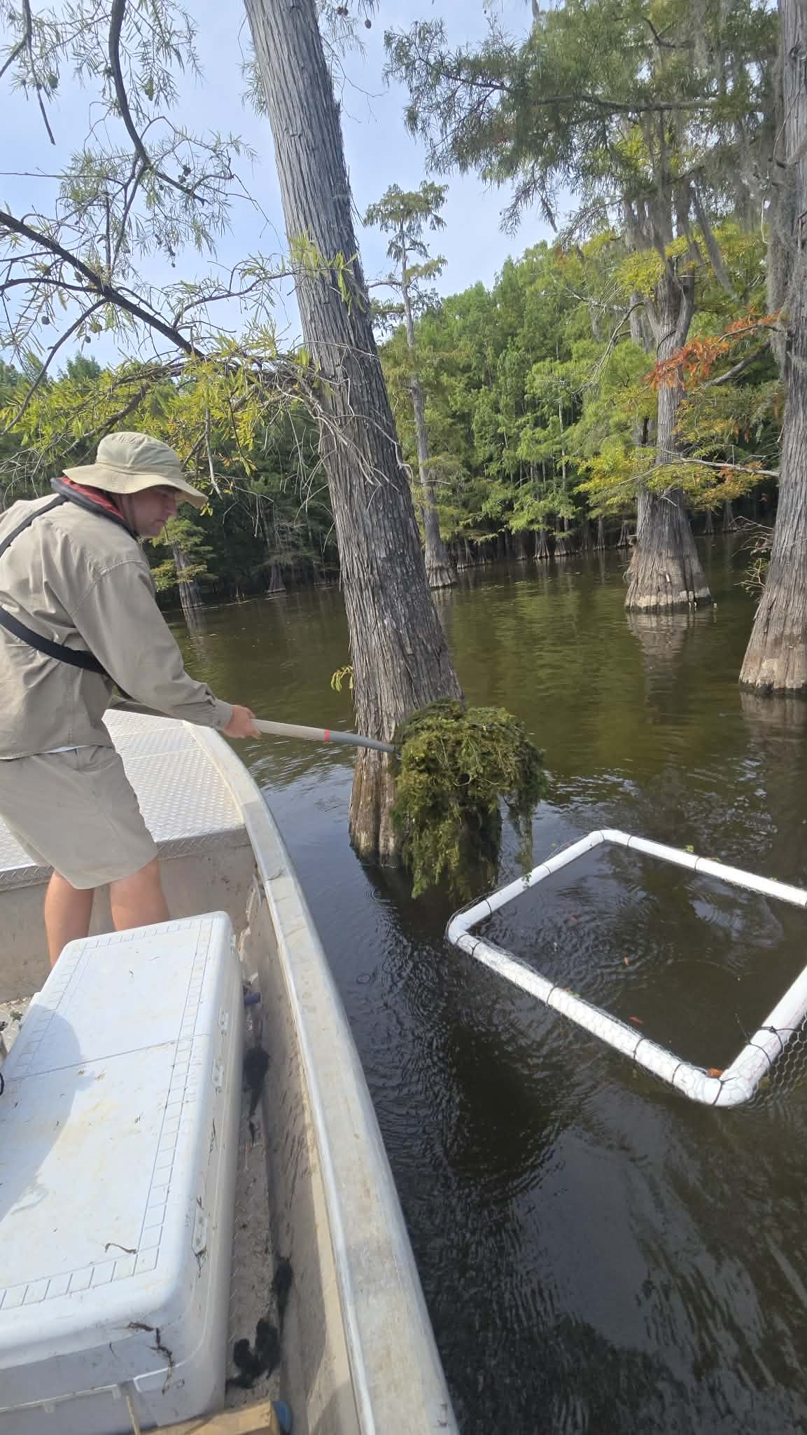 Coontail being transplanted into Saline-Larto