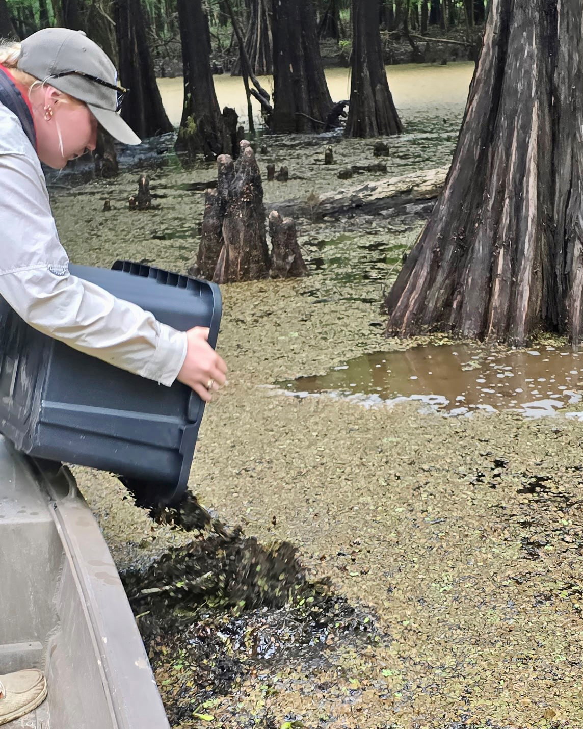 LDWF staff releasing weevils into water
