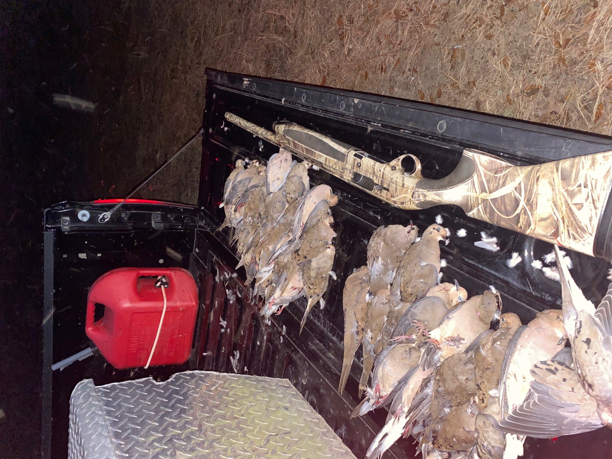 Dead doves on tailgate