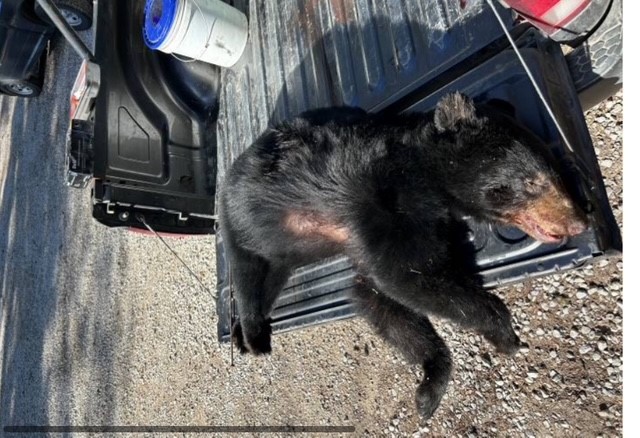 image of lillegaly taken bear