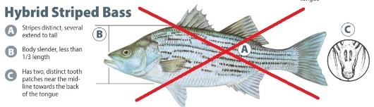 hybrid striped bass identification