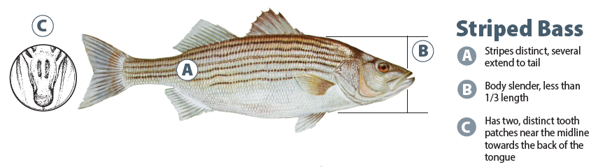 striped bass fish identification