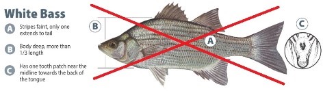 white bass identification
