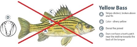 yellow bass identification