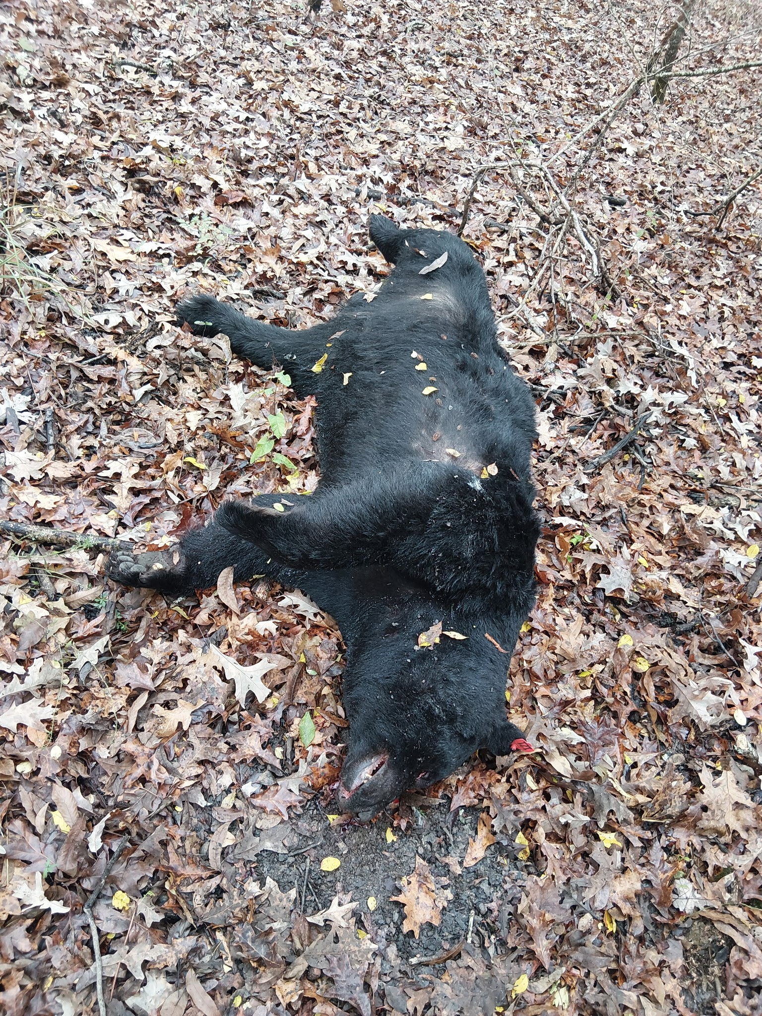 Illegally Killed Black Bear in Concordia Parish