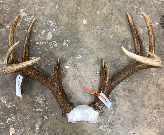 LDWF Cites Covington Woman for Illegally Taken Deer Louisiana