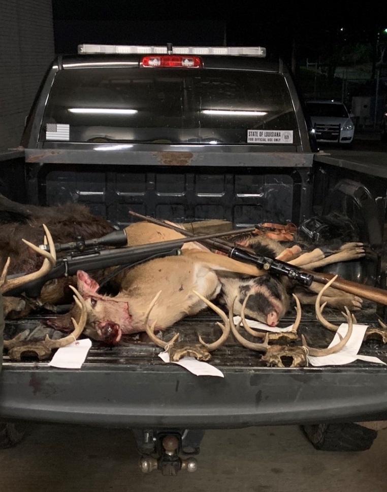 dead deer and deer antlers