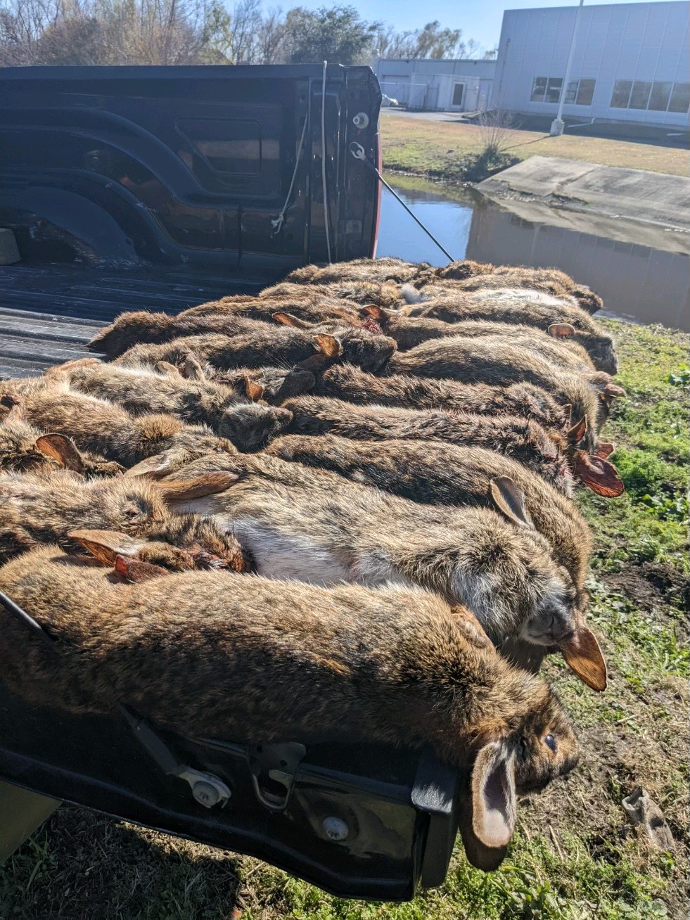 Two Men Cited for Rabbit Hunting Violations in Orleans Parish