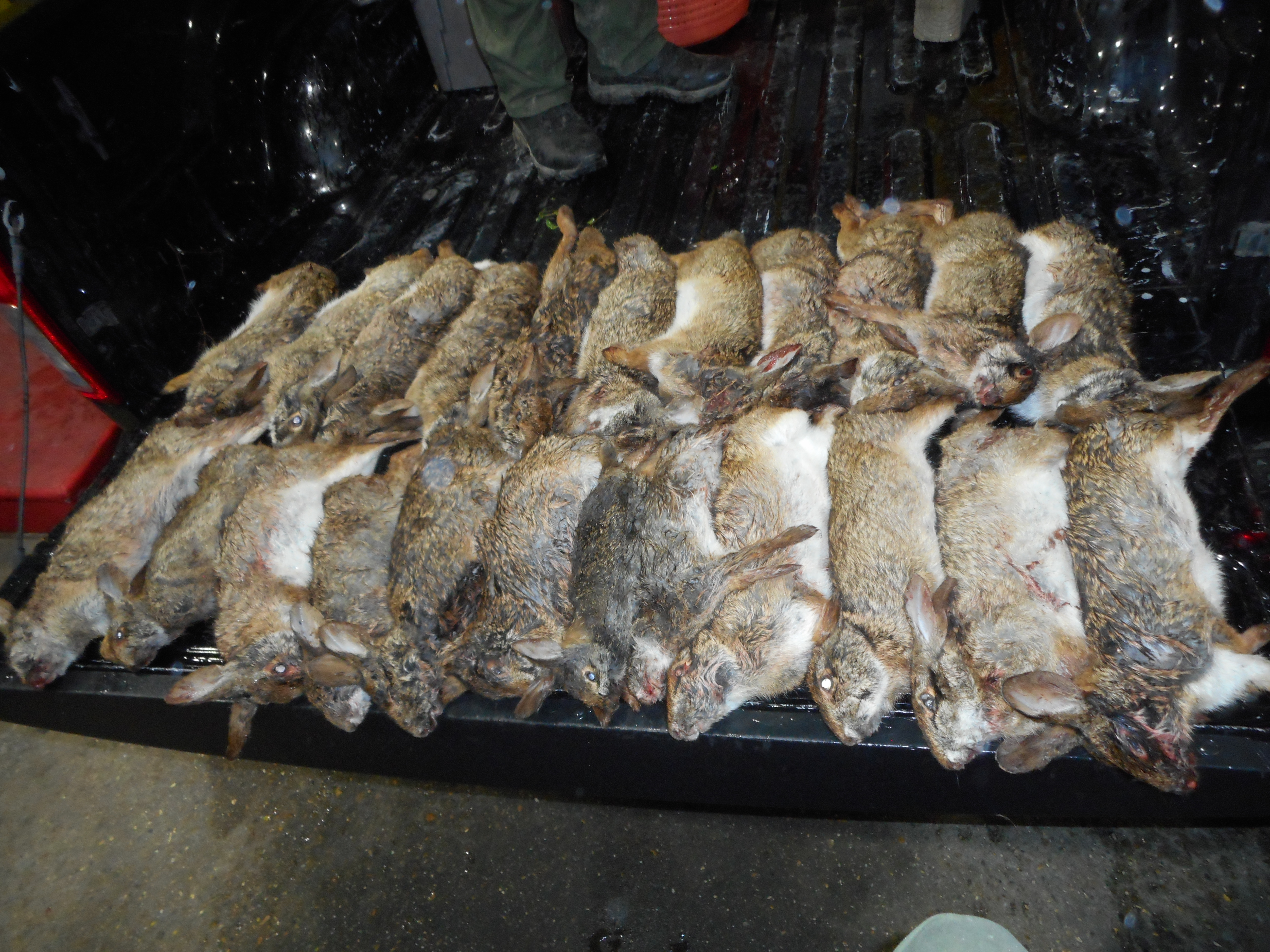 dead rabbits on a tailgate