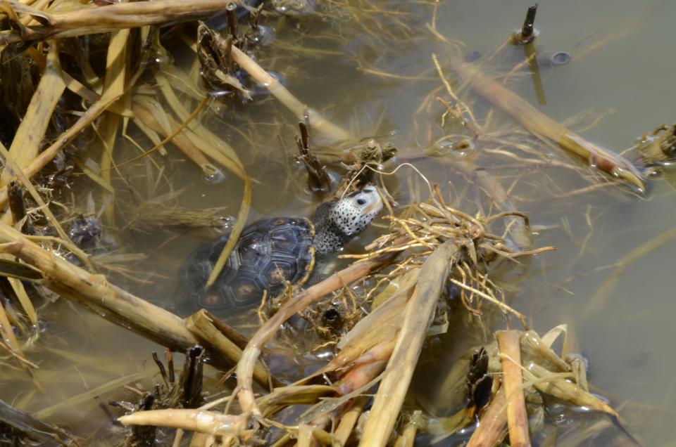 diamondback terrapin hatchling