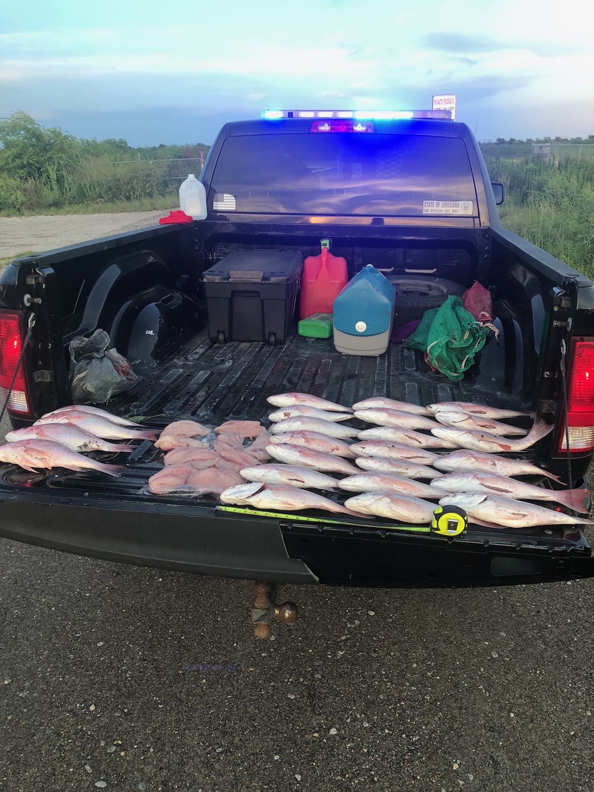 red snapper in the back of an agents truck
