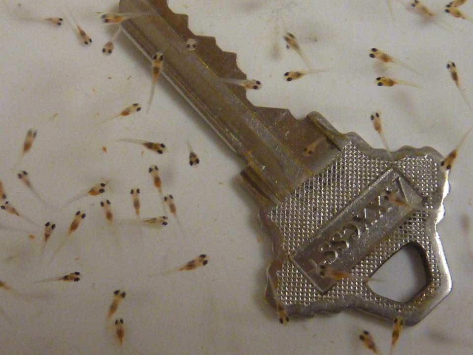 Bass fry with key closeup