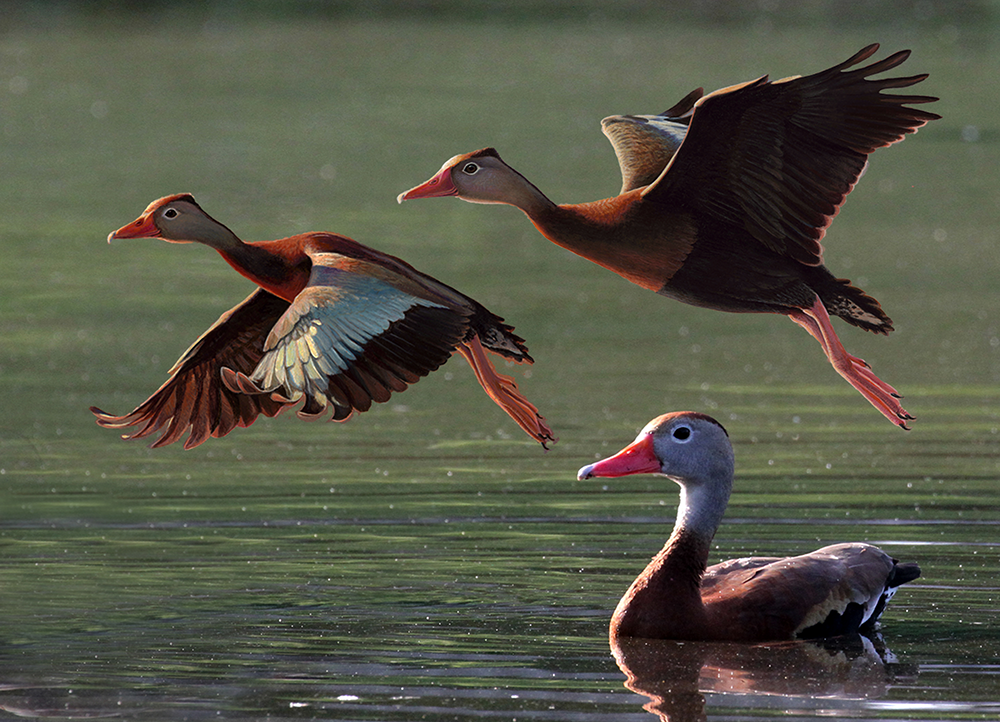 2025-2026 Louisiana Duck Stamp