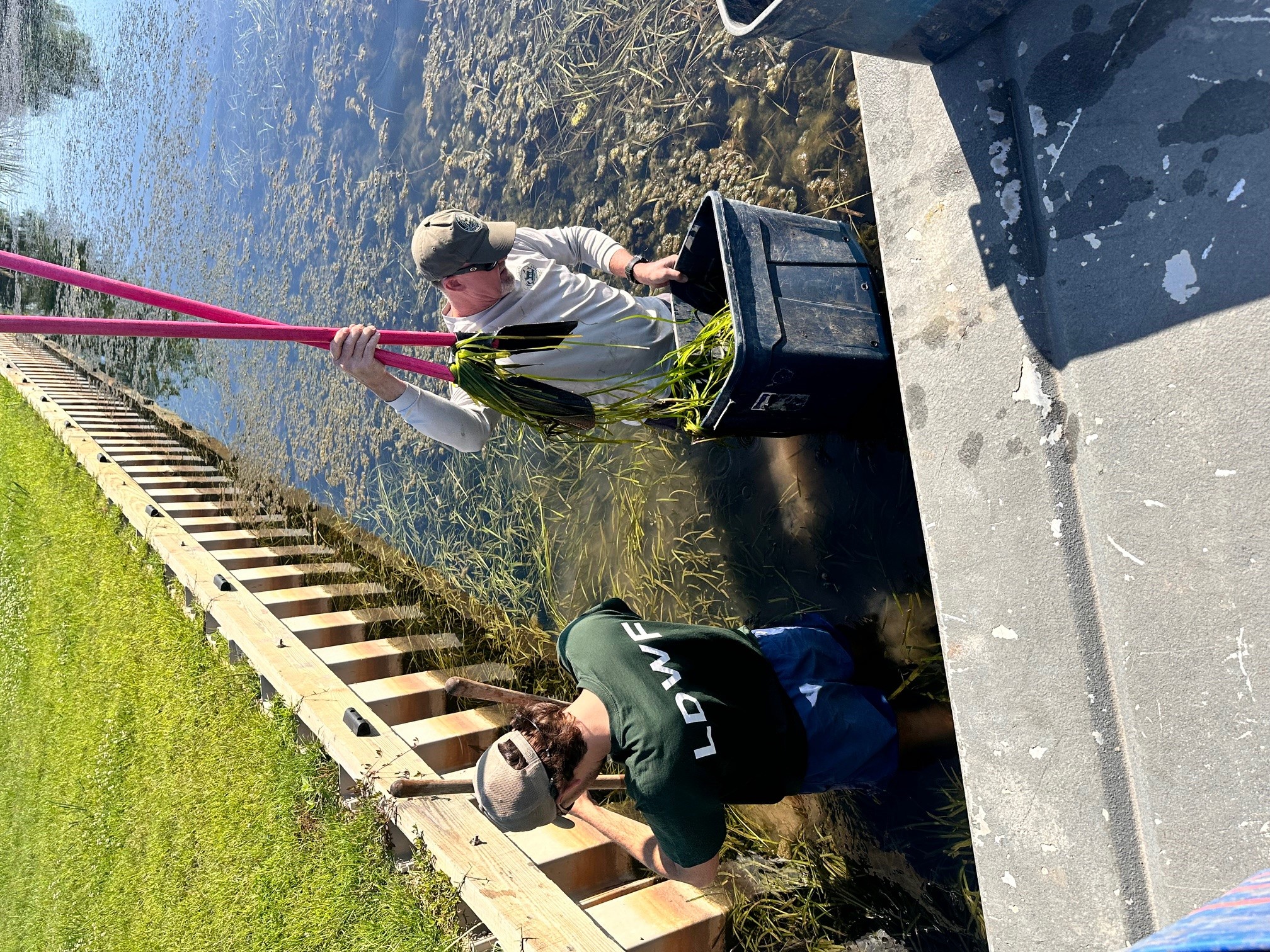 Two LDWF workers standing in water planting grasses