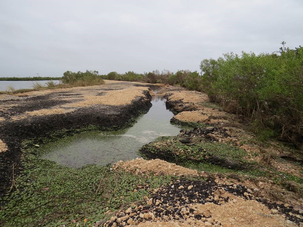 Elmer's Island Refuge damage from Hurricane Zeta