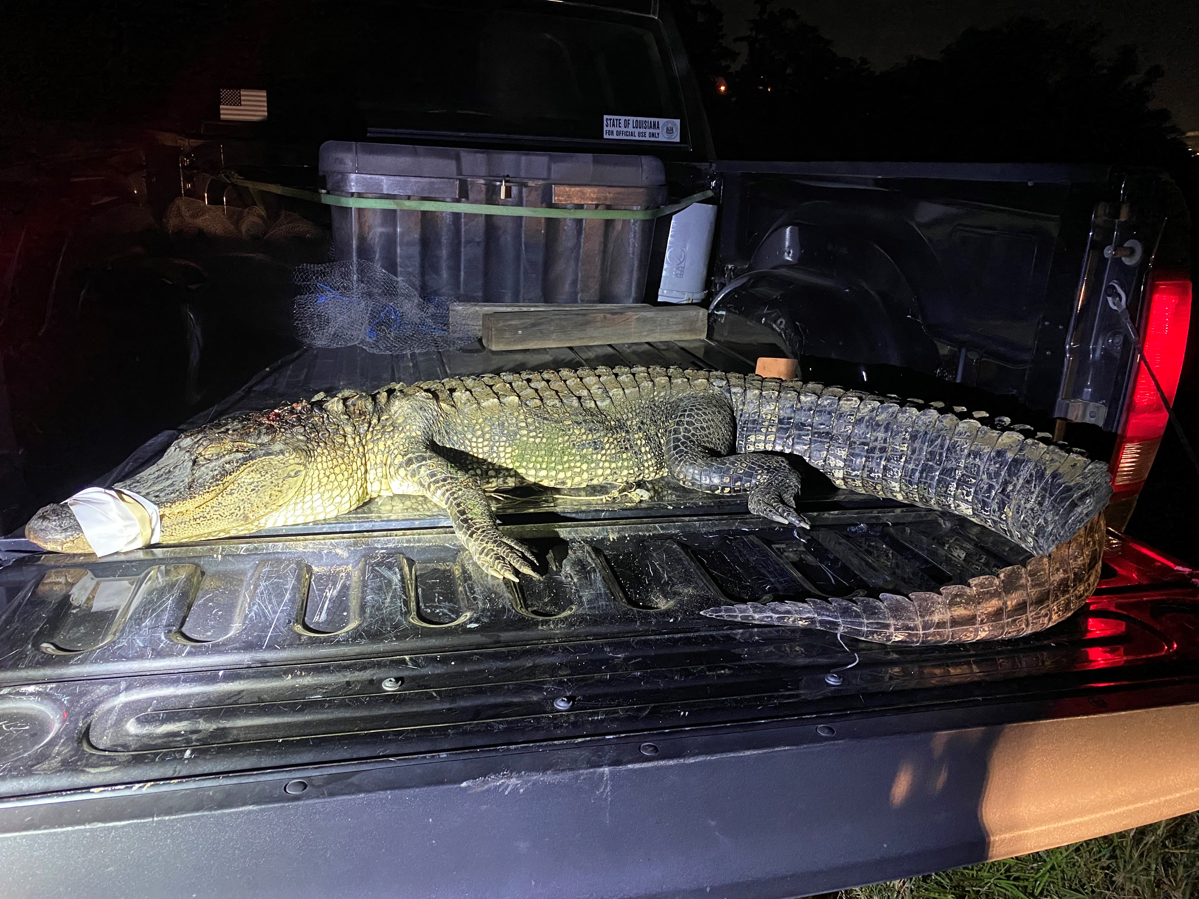 alligator on truck bed