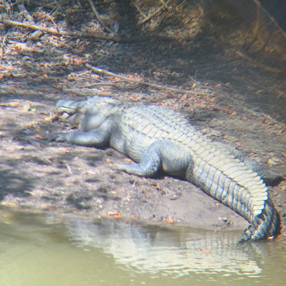 LDWF Agents Seeking Leads for Illegally Killed Alligator in Ascension