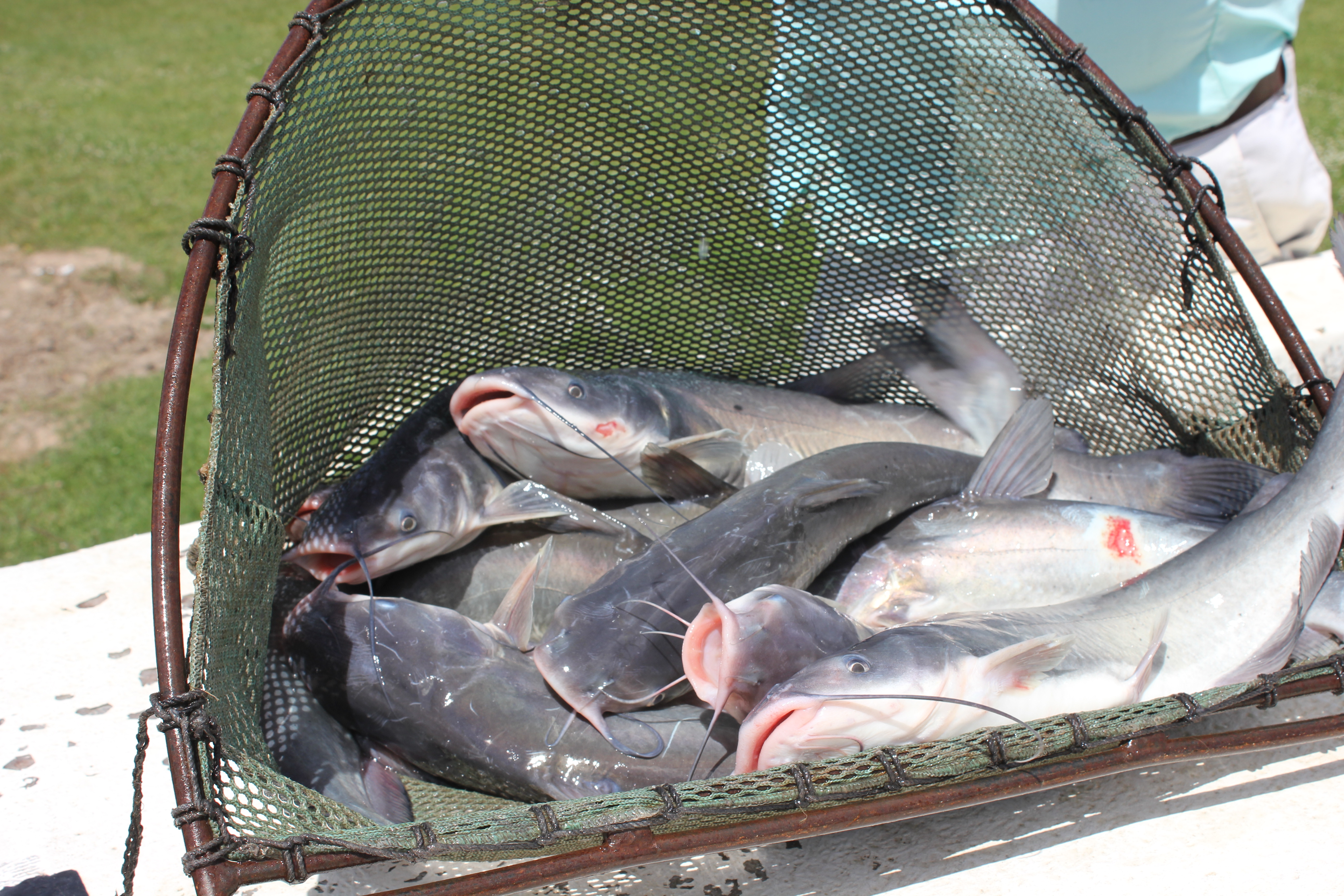 Catfish stocking at GOF site