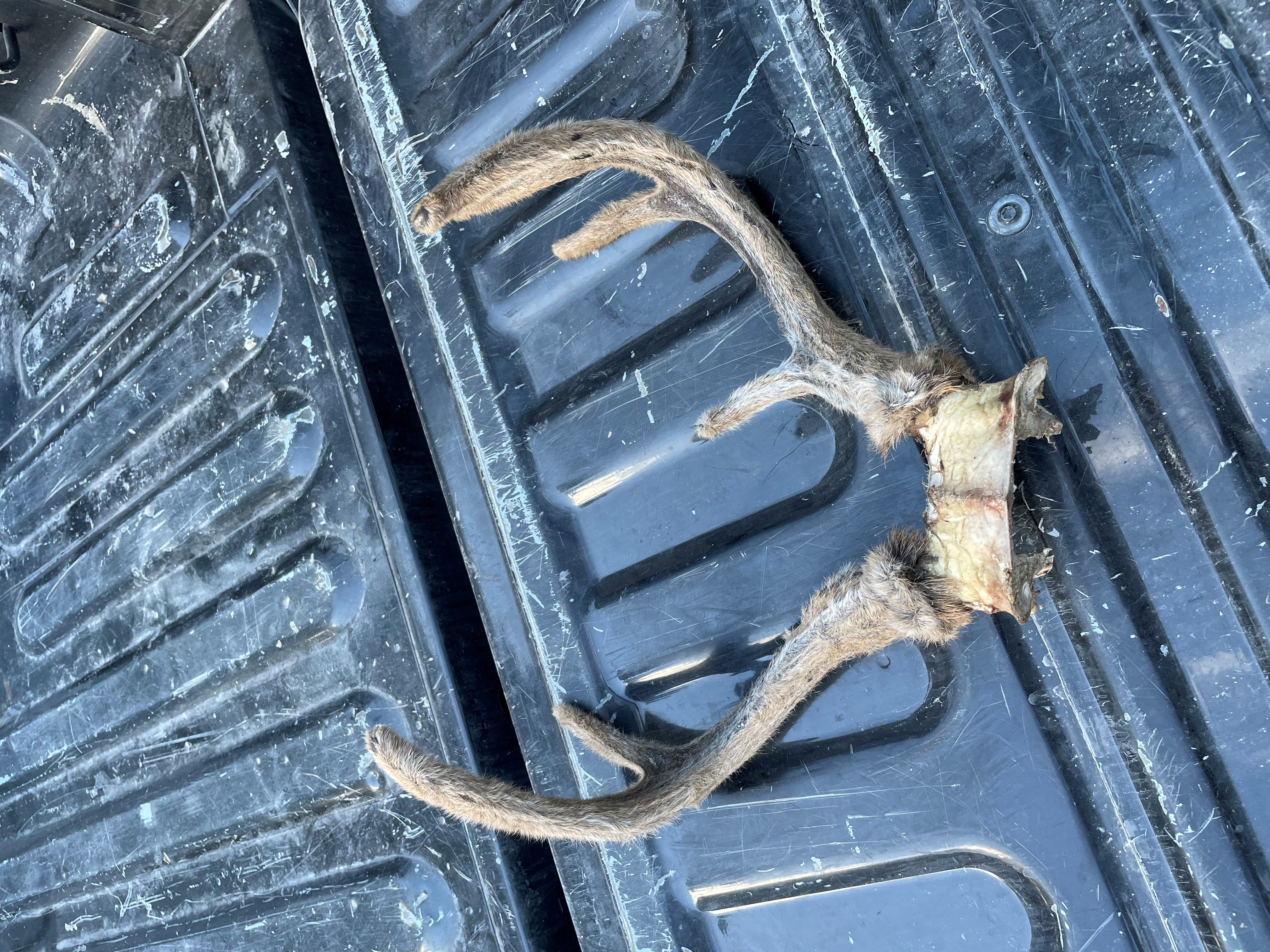 deer antlers on tailgate