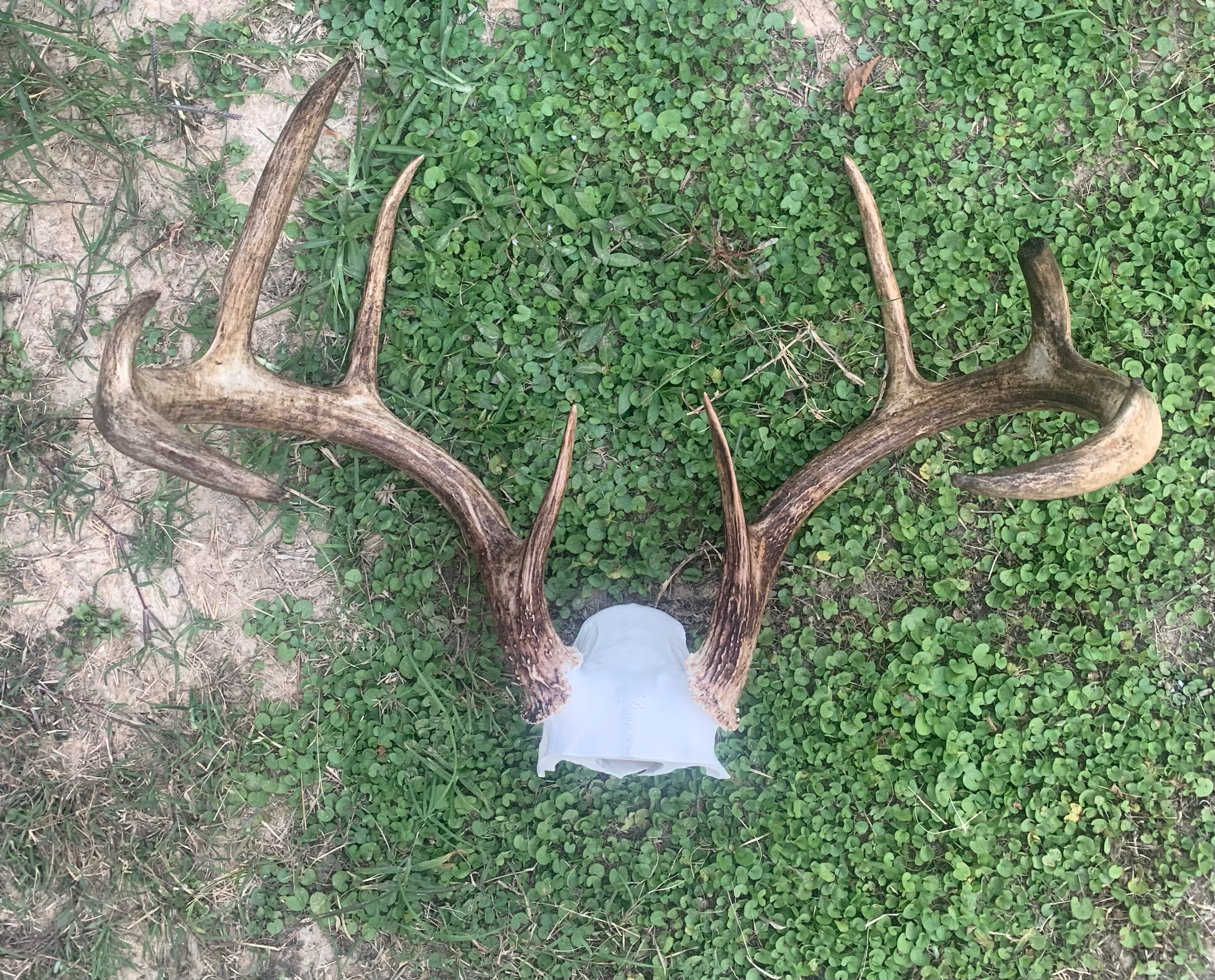 picture of deer antlers on ground
