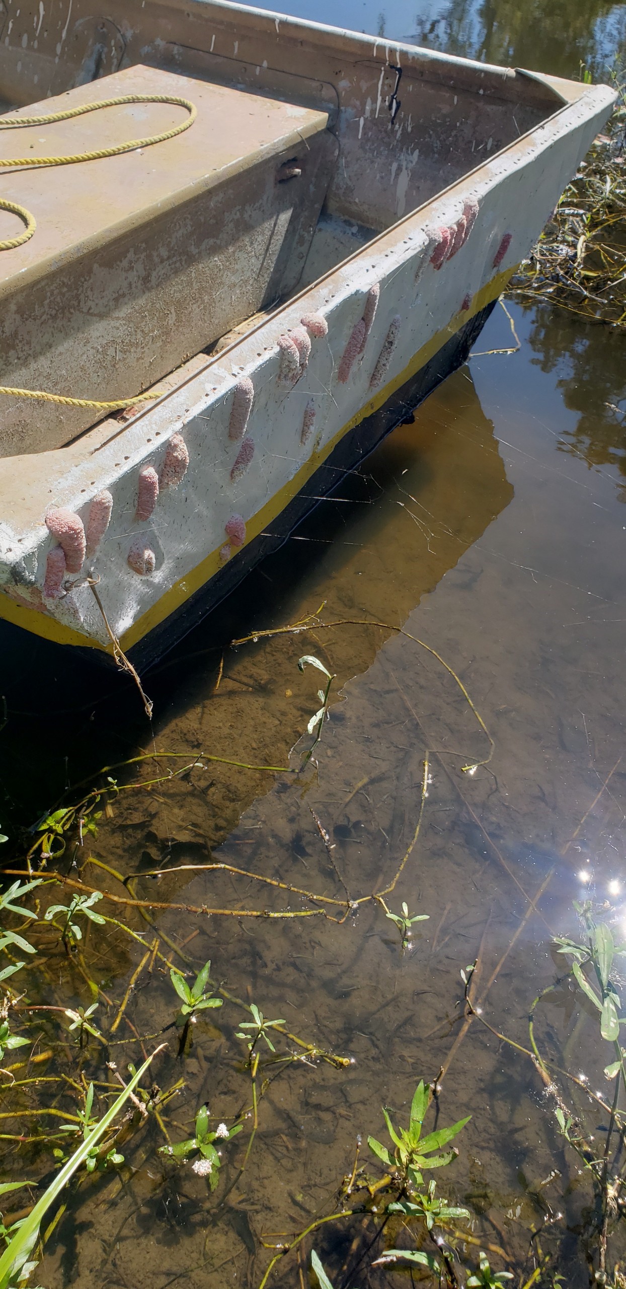 apple snail egg sacks on boat