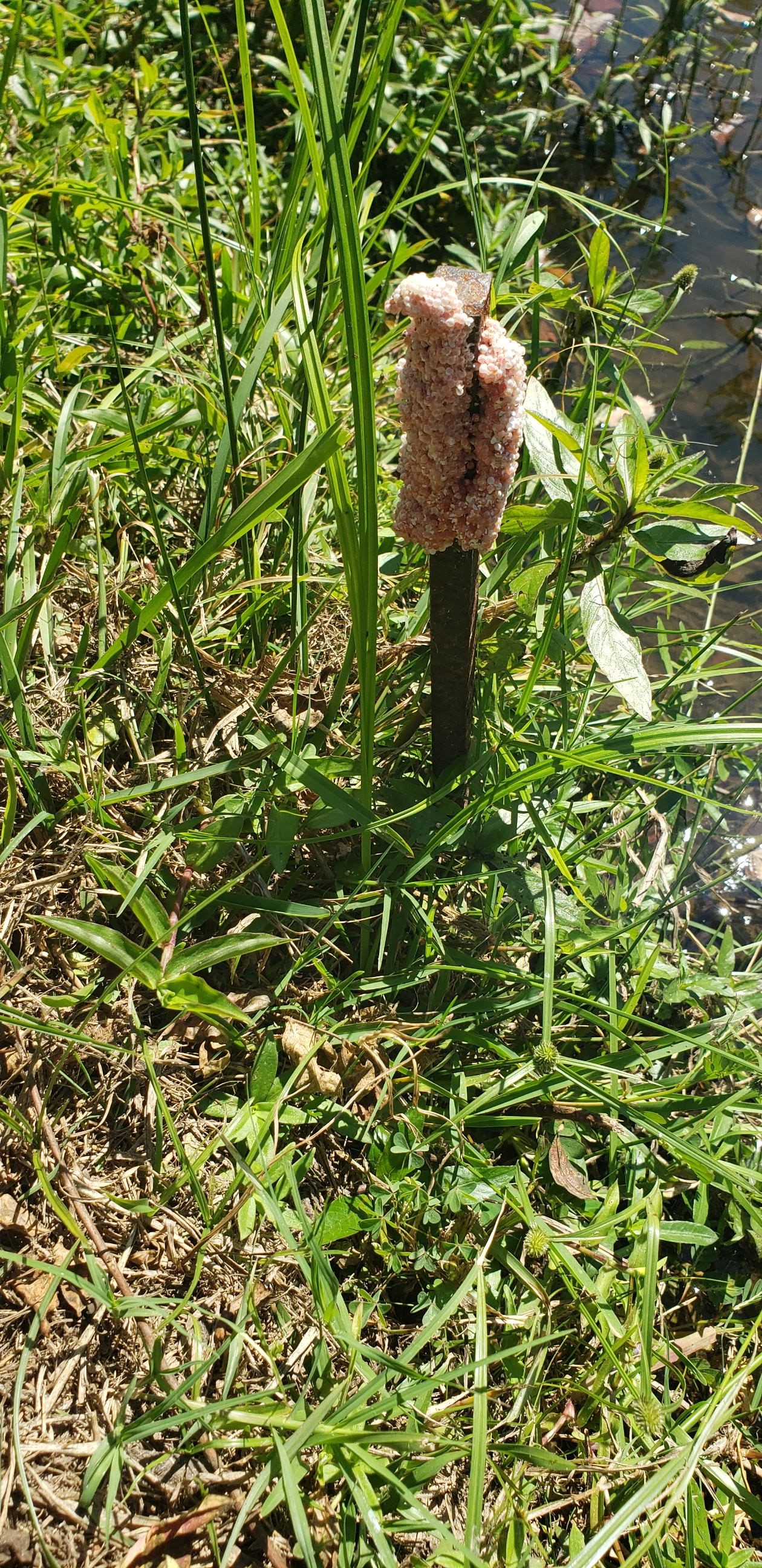 apple snail eegs sacks on stick