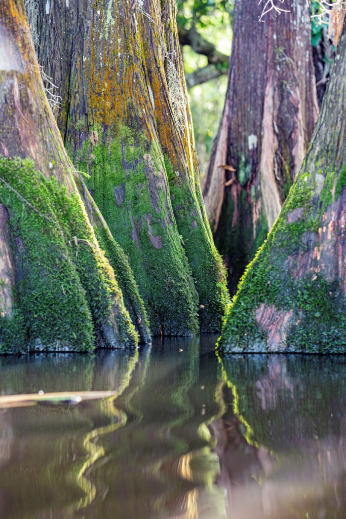 This photo, "Tchefuncte River Ripples" by Margaret Crosby of Mandeville, placed 1st in the Professional Category. 