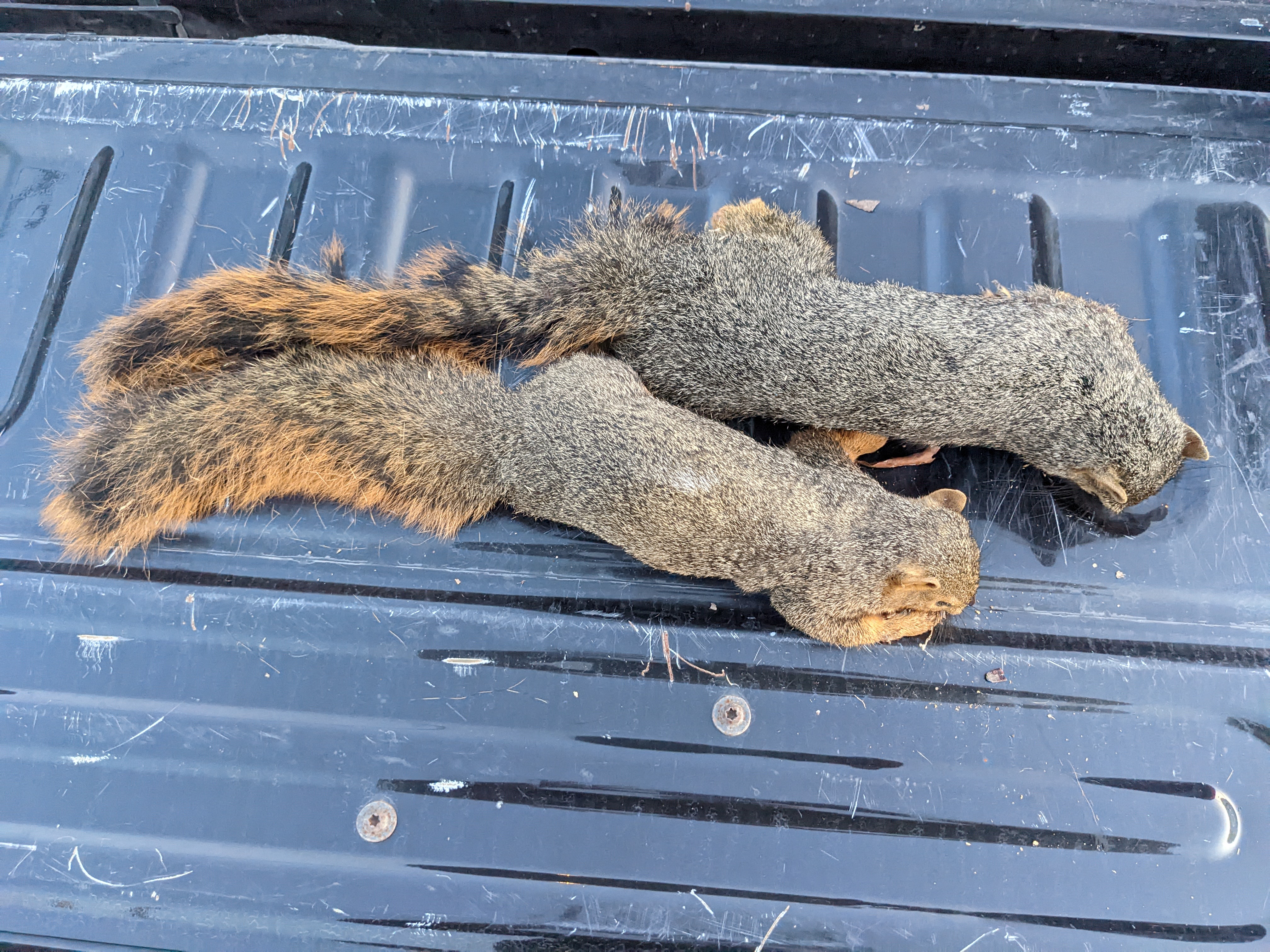 dead squirrels on tail gate