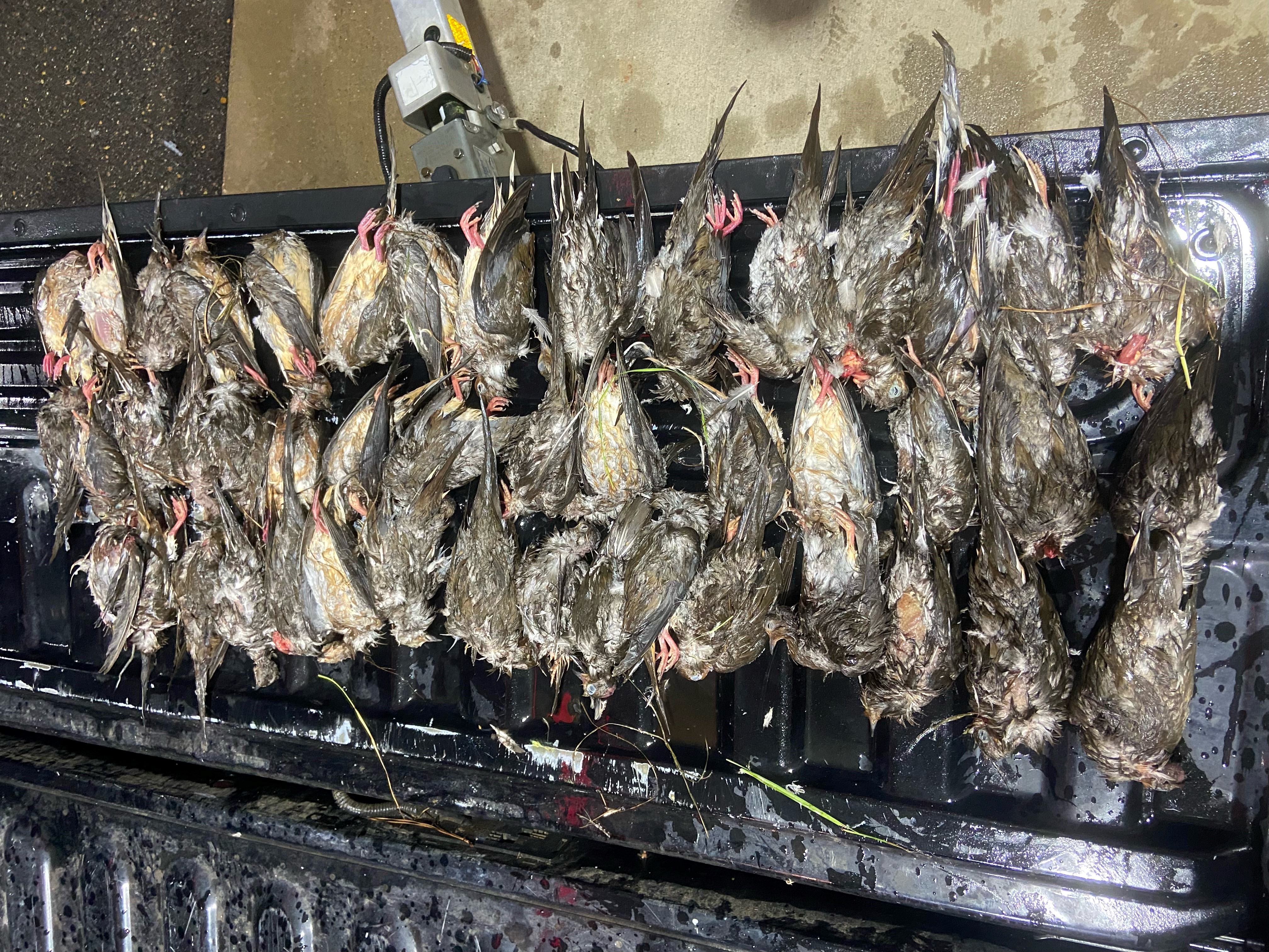 dead doves on tailgate