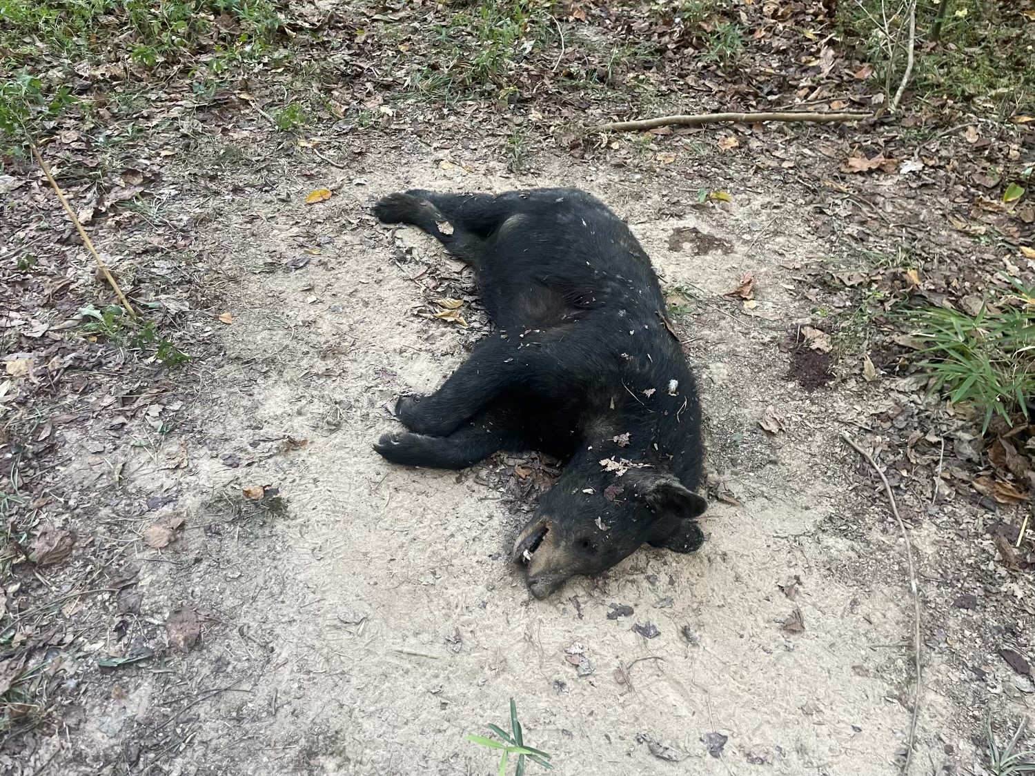 dead bear image
