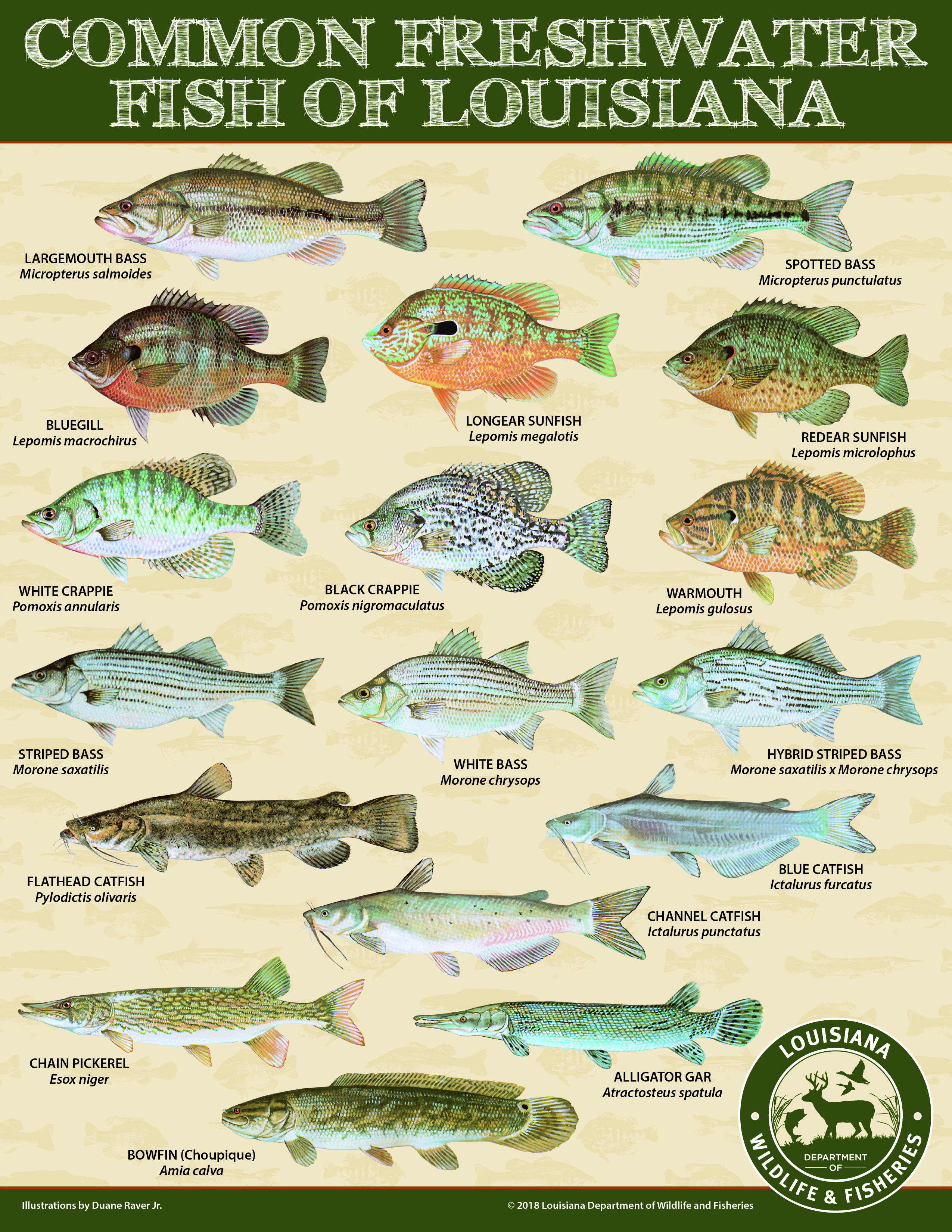 Largemouth Bass Louisiana Department of Wildlife and