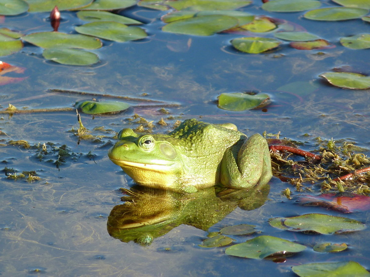 bullfrog on lilly pads