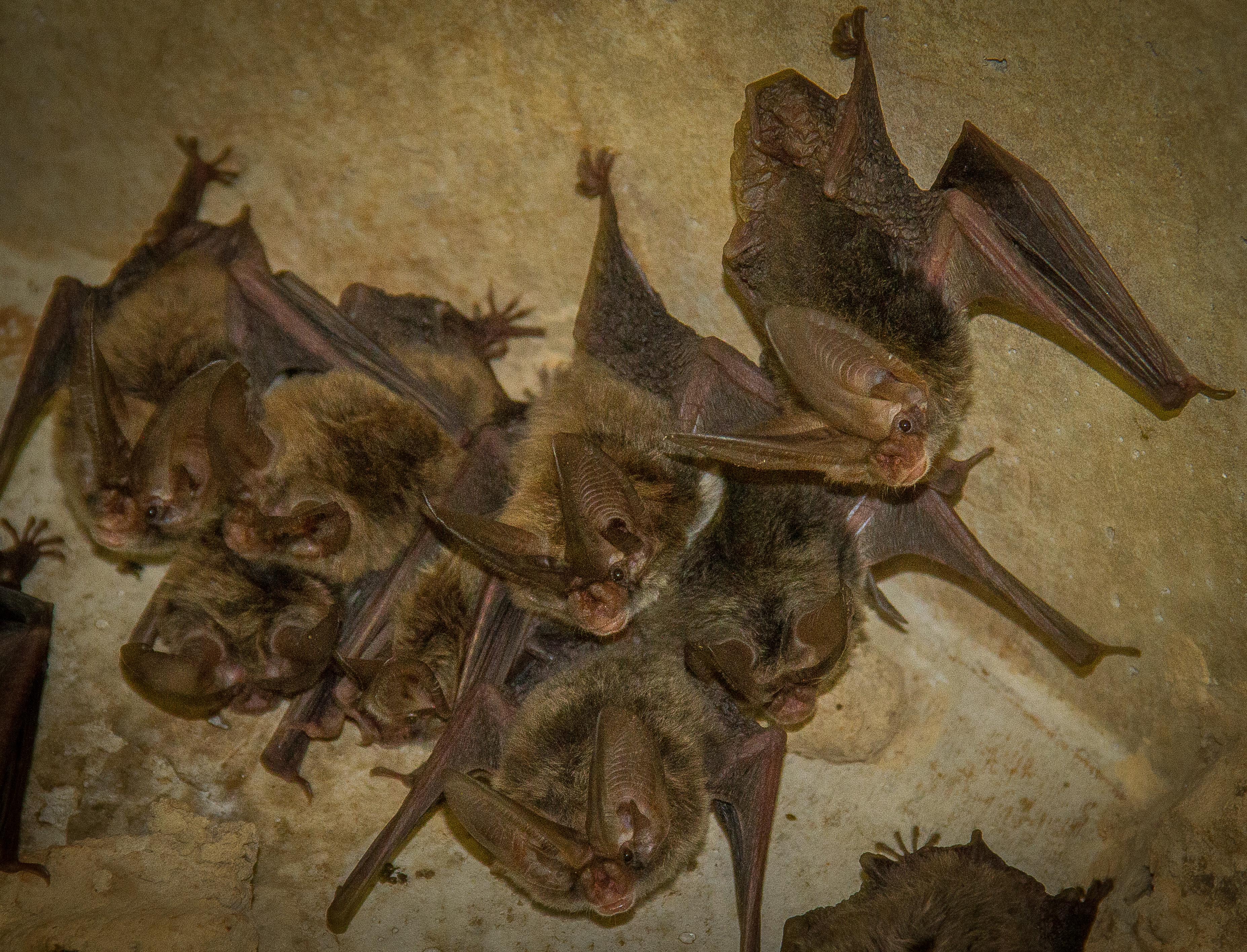 Image of bats on the ceiling of a cave