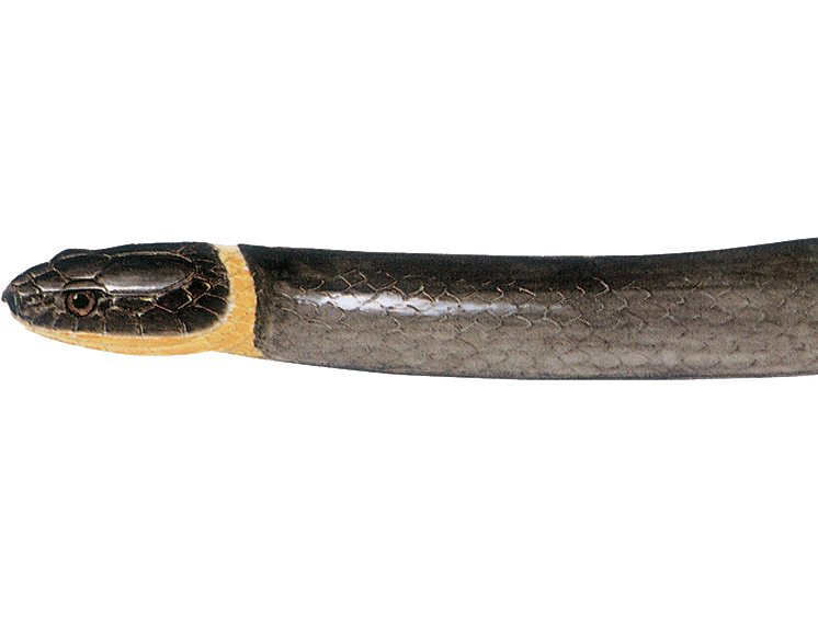 illustration of a Ring-necked Snake