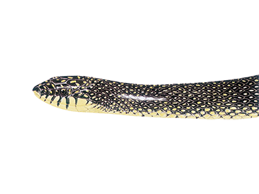 illustration of a Speckled Kingsnake