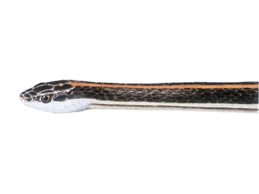 illustration of a Western Ribbonsnake