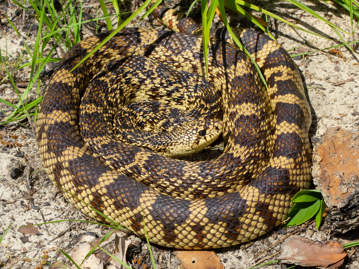 LDWF: Now That Spring is Here, Keep an Eye Open for Snakes (Please, Give Me  a Break, Not a Rake!) | Louisiana Department of Wildlife and Fisheries