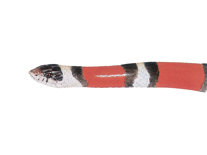 illustration of a Western Milksnake