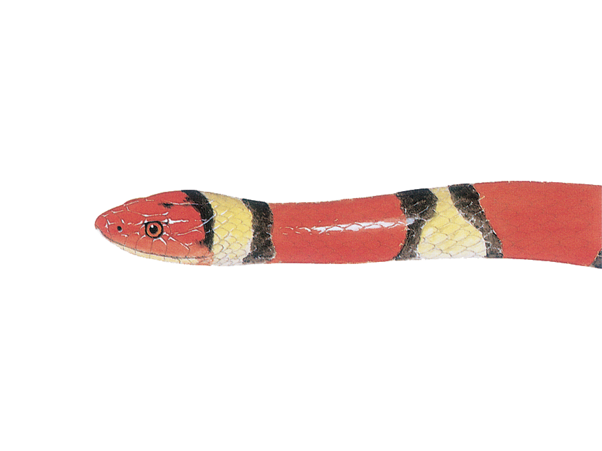 illustration of a Scarlet Kingsnake