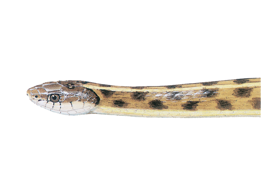 Common Garter Snake Illustration