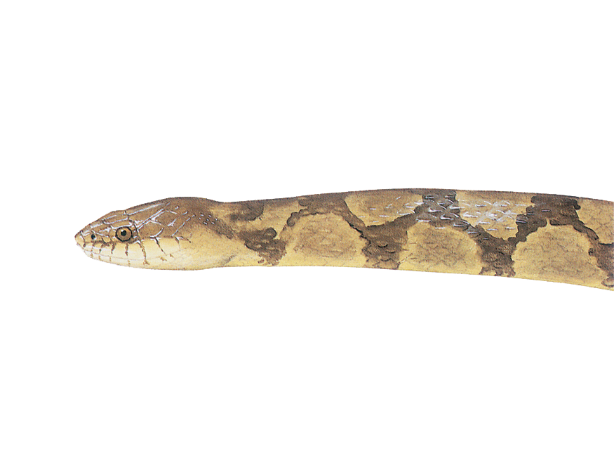 image of a diamond-backed watersnake