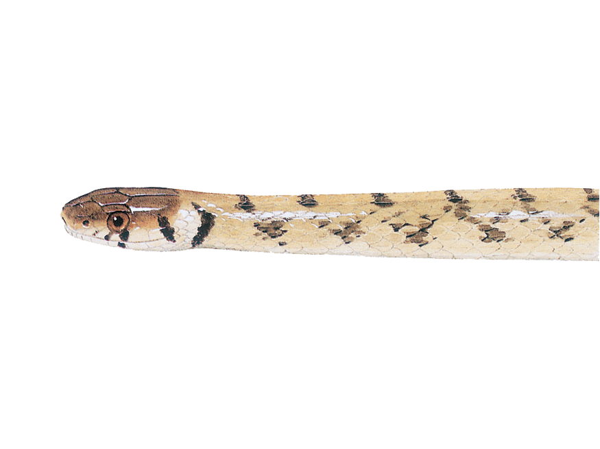 Illustration of a Dekay's Brownsnake