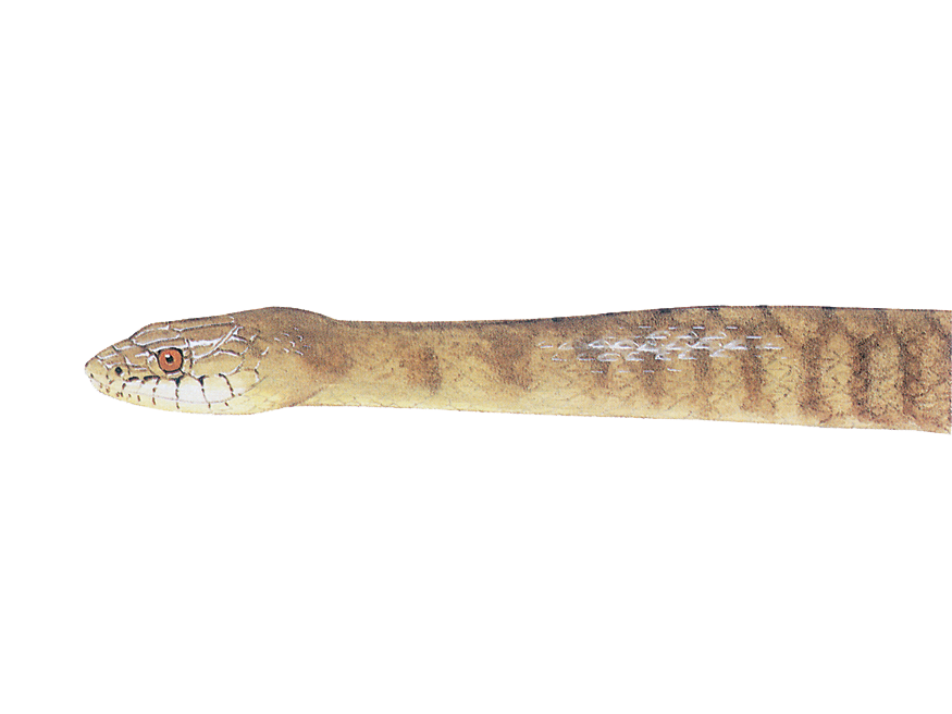 Illustration of a Mississippi Green Watersnake