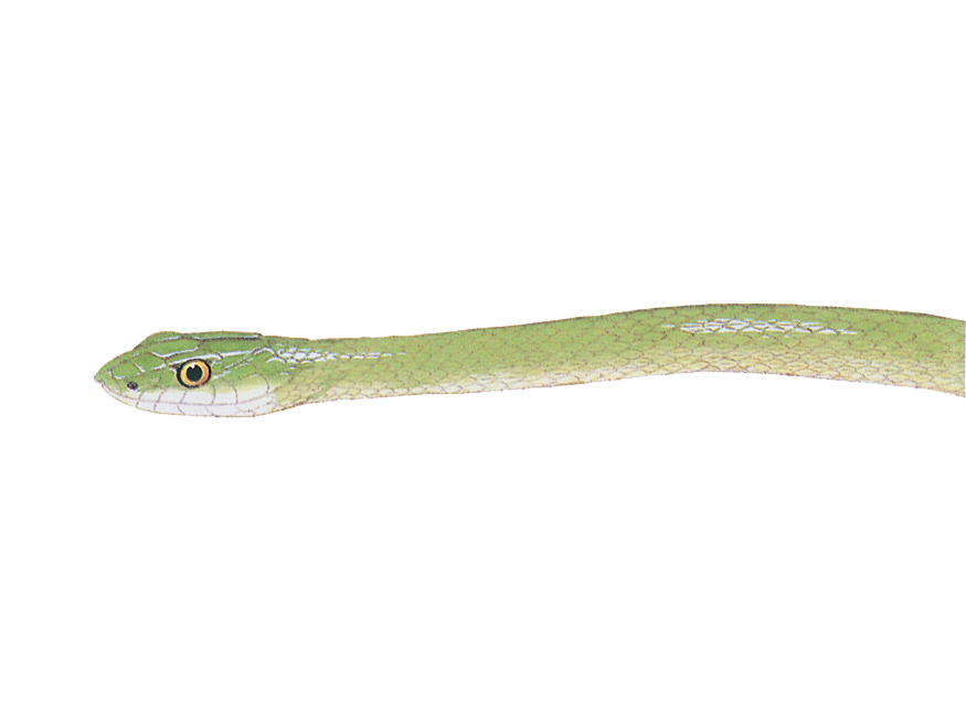 Illustration of a Rough Greensnake