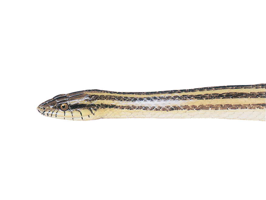 illustration of a Saltmarsh Snake