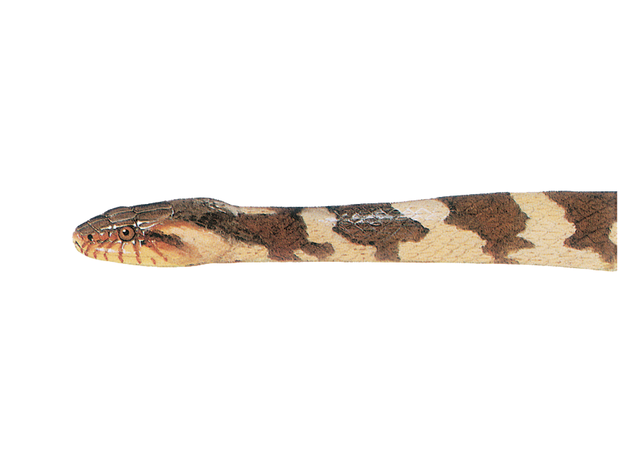 Illustration of a Southern Watersnake
