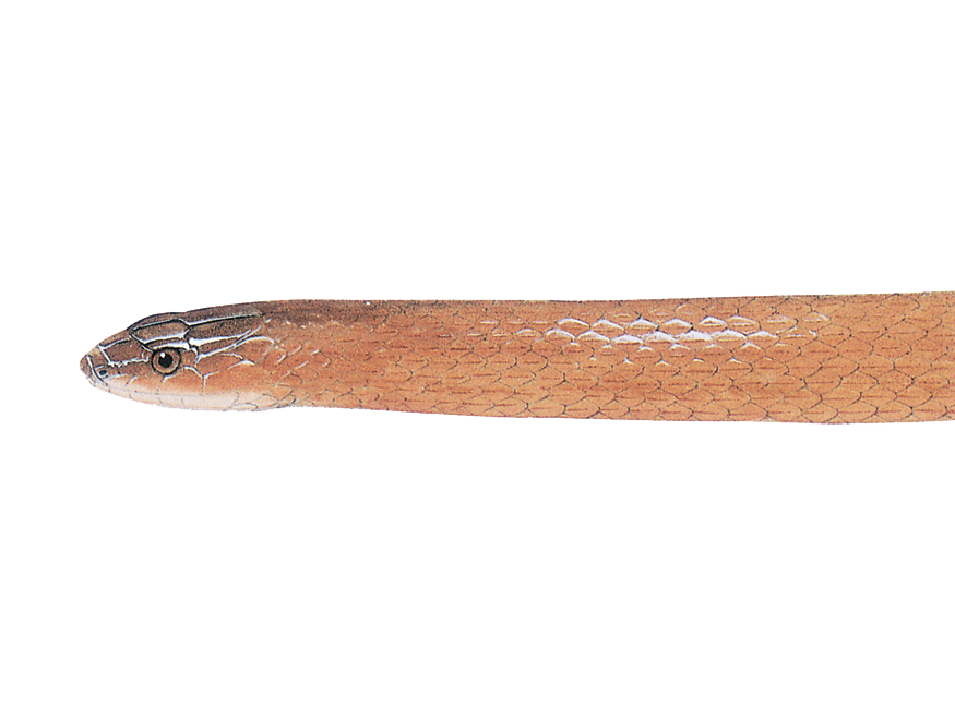 illustration of a Rough Earthsnake