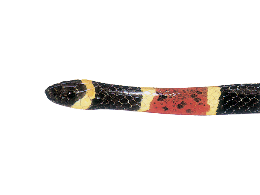 illustration of a Harlequin Coralsnake