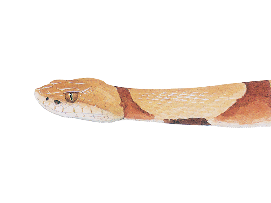 Illustration of an Eastern Copperhead Snake